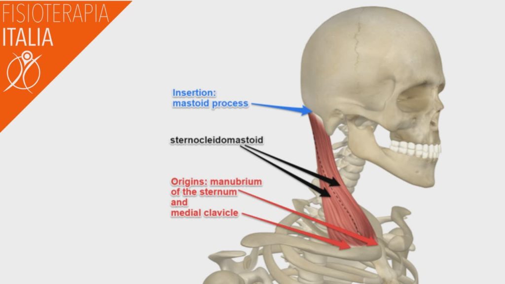 Dolore allo sternocleidomastoideo: le cure e i rimedi - Studio  Fisioterapico Bertaina